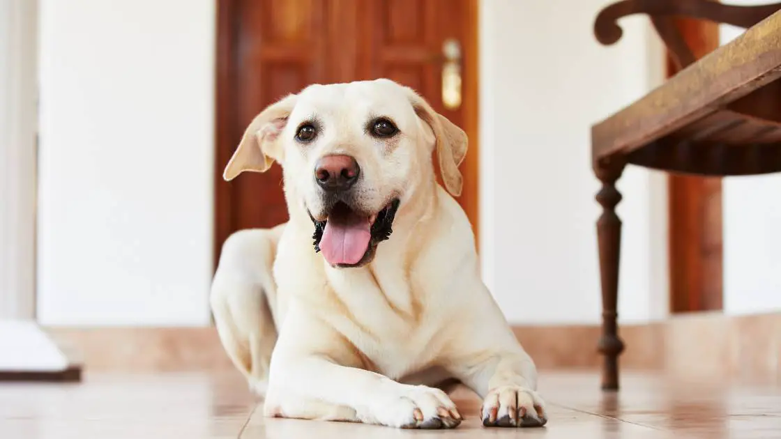 Can a Landlord Require Pet Insurance? [Answered with Tips on How to Do It]