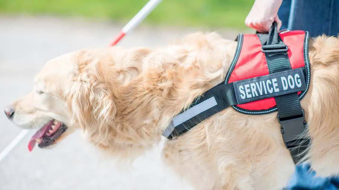 Can Landlords Ask For Proof of Service Dogs?